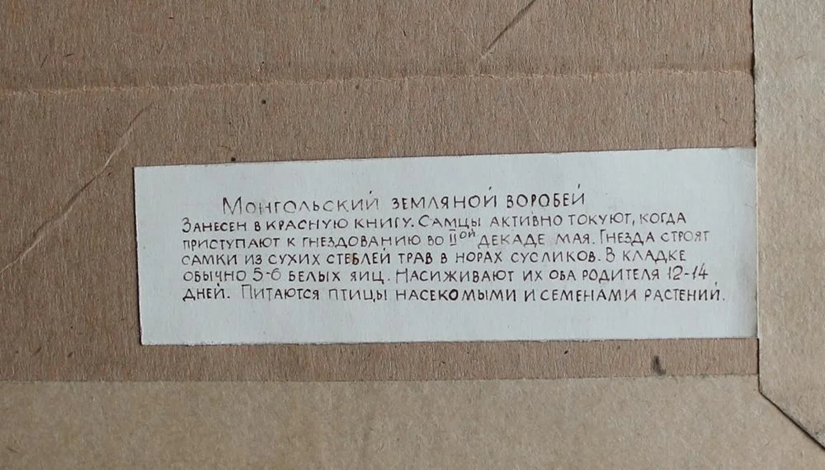 «Монгольский земляной воробей»
