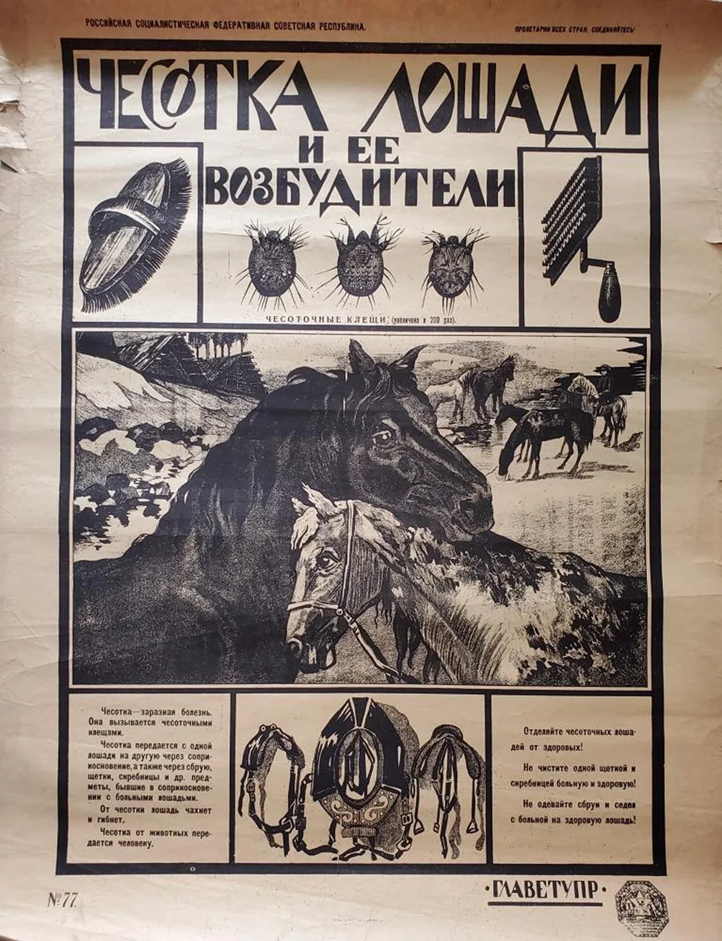 «Чесотка лошади»