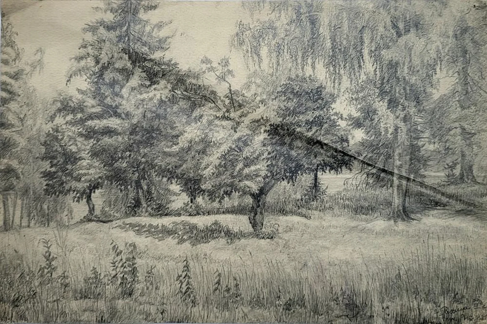 «Лес»