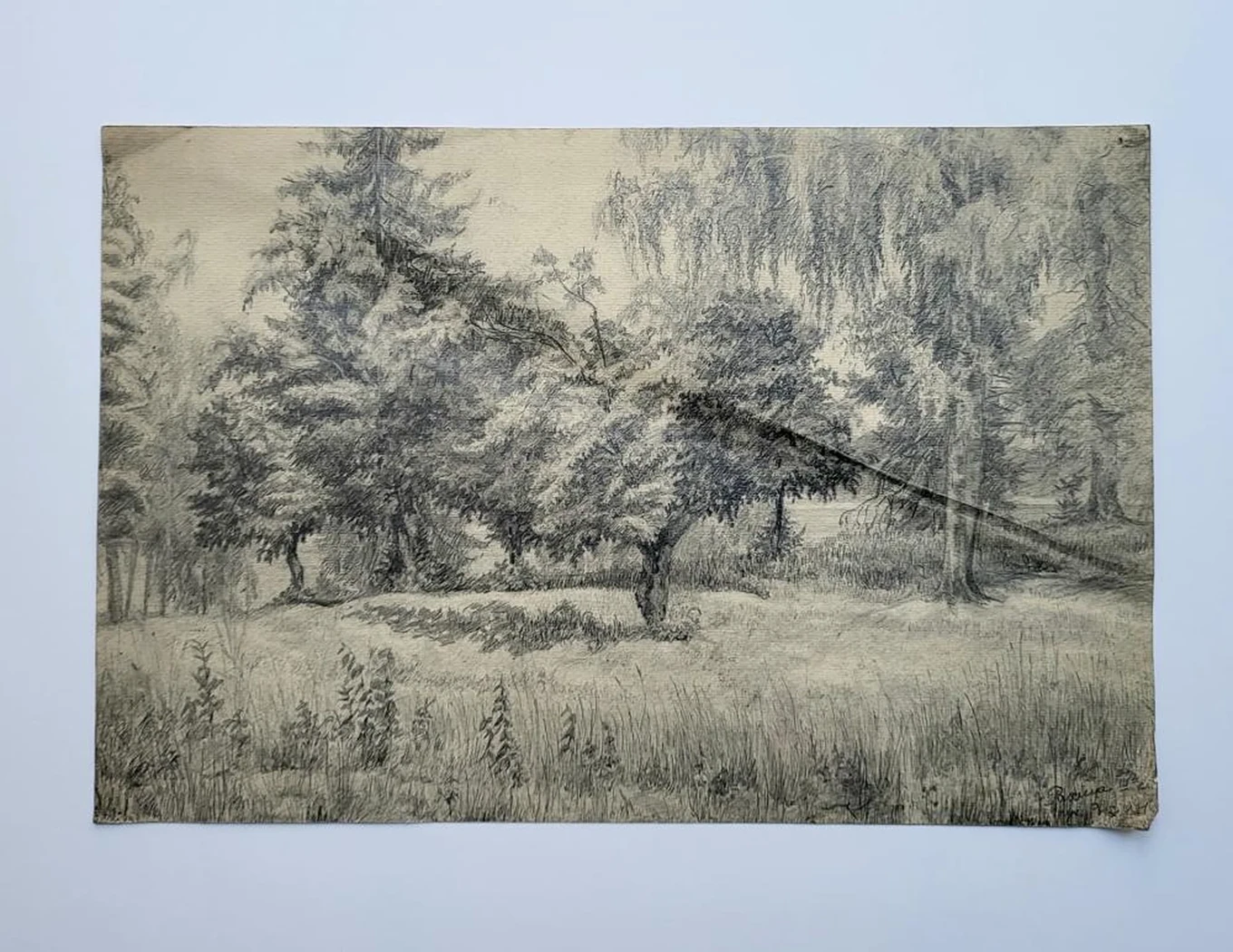 «Лес»