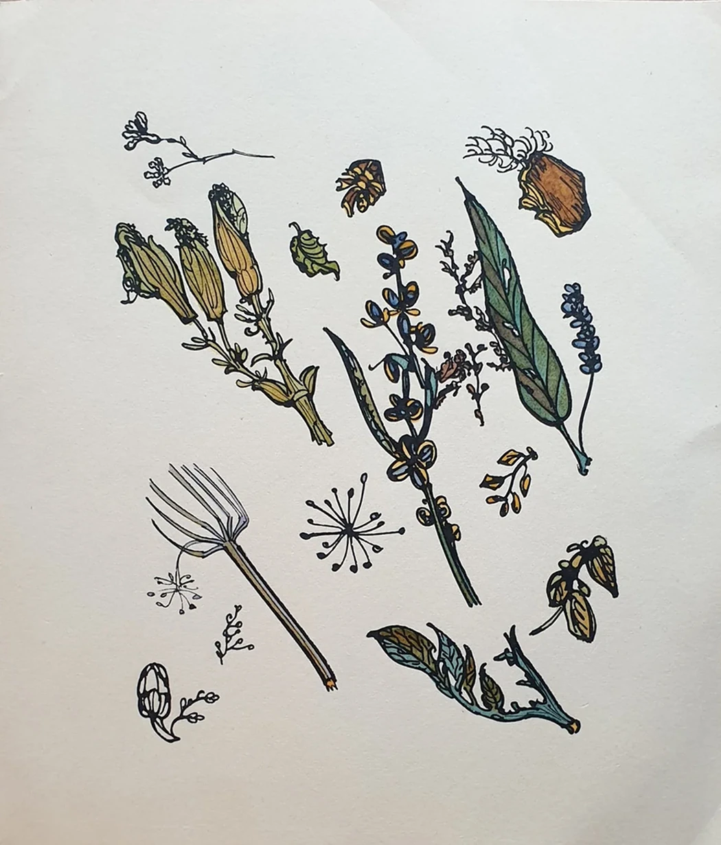 lot 113. «Листья и плоды растений»
