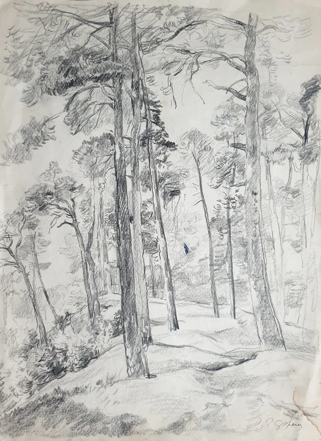 lot 74. «Сосны»