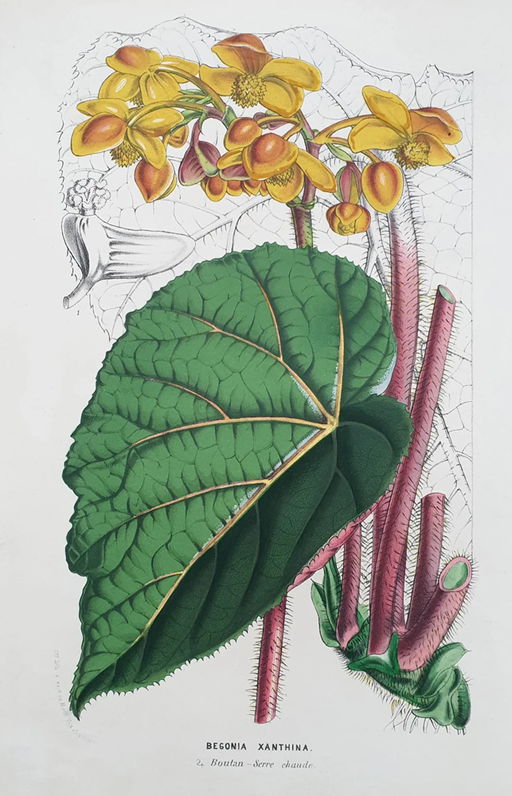 lot 106. «Цветы»