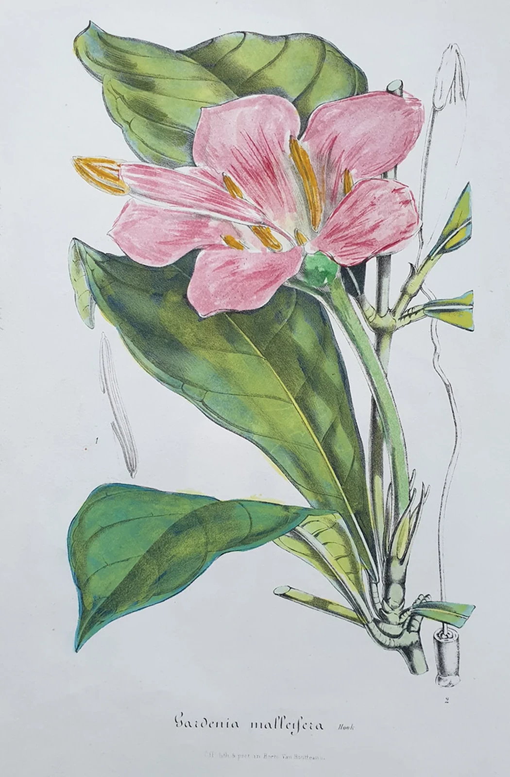 lot 106. «Цветы»