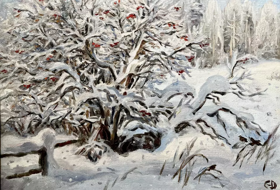 Куст калины зимой
