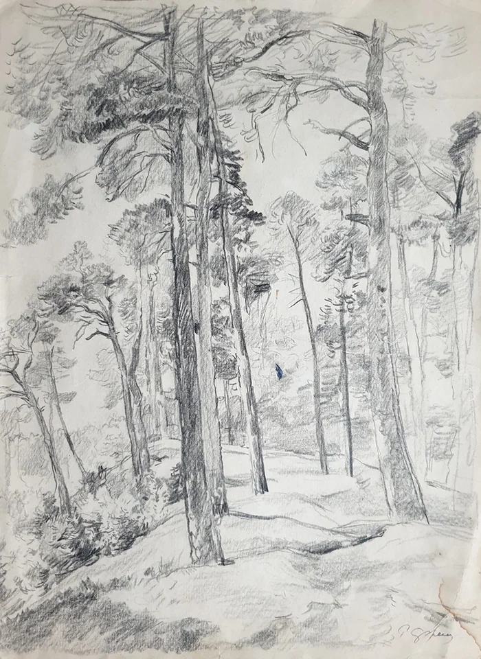 lot 74. «Сосны»