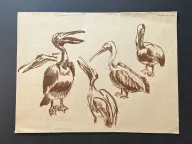 &laquo;Пеликаны&raquo;